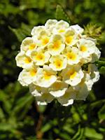 Lantana Camara (en Corse) (02) (Photo F. Mrugala)